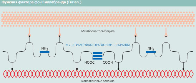 factor willebrand